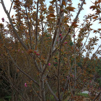 绝地求生,你是听不到我的脚步声吗