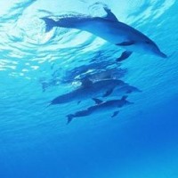 《三生三世十里桃花》爆点来袭,夜华想生孩子