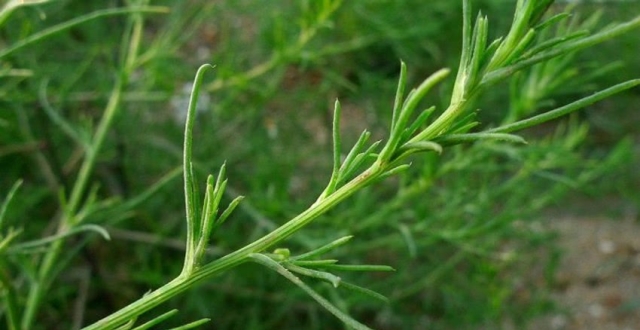 农村一种刺草,毒蛇见了绕着走,俗称"蛇不过",你见过它吗