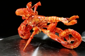 ��ʣ����Ϻ���ܸ�ɶ������ʦ���Ϊ���������ſᡰ���Ρ�