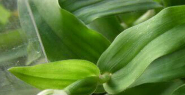 这种草长得像竹叶,兼具药用价值和食用价值,农村人常用它炖豆腐