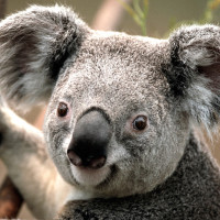 自制游戏皮皮虾,我们走! - 腾讯视频