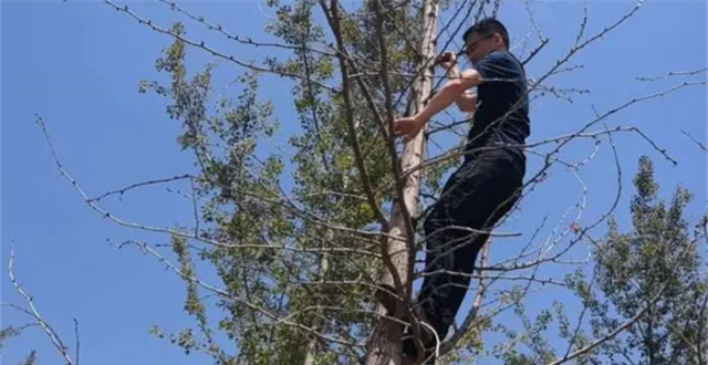 千亩银杏不发芽大树营养液怎么救葡萄又裂了真不是补钙那么简单,丰神