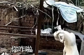 二哈偷亲了一口养,下一秒的反应让人笑出鼻涕泡:像是得了传染病