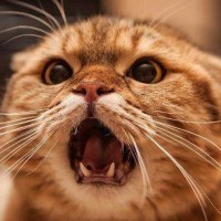 把老虎画成 肉球 瞬间就变成 大橘猫 引来42万粉丝围观 肉球 不二马 粉丝 猫咪 老虎