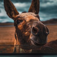 流浪歌手一首《站着等你三千年》,看的美女心