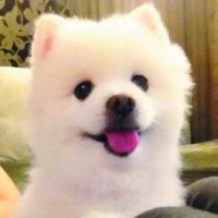 不同版《不染》,更喜欢丫蛋蛋欢快版的,天籁嗓