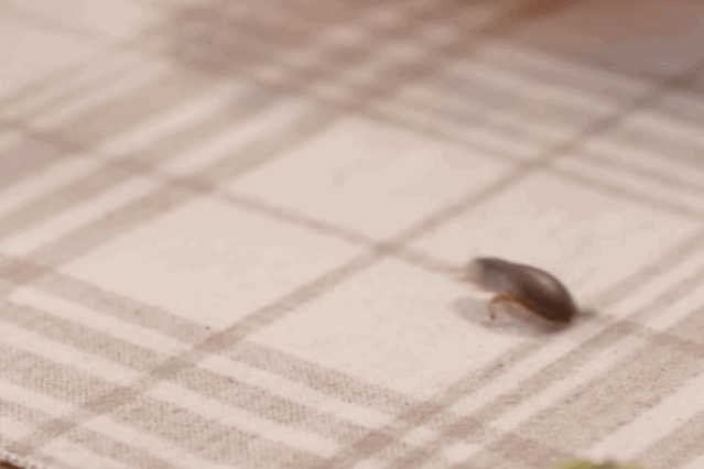 杨超越|杨超越天天吹演技炸裂，良心不痛吗？