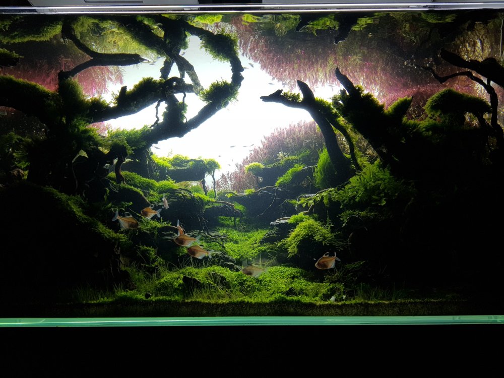 1.2米精品草缸,高手的鱼缸景观,就是让你眼前一亮