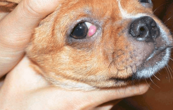 如何处理狗的樱桃眼