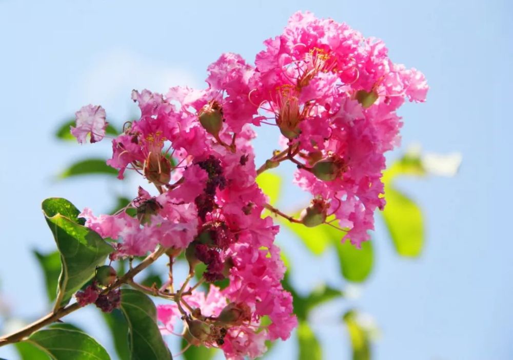 滬上這些公園裡的紫薇花盛開!不要錯過哦