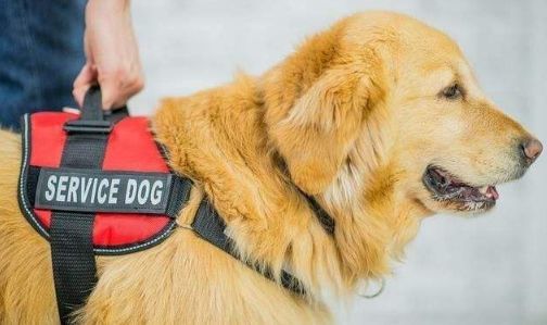服务犬原来不止导盲犬,甚至种类非常多,在帮助着人类找寻希望