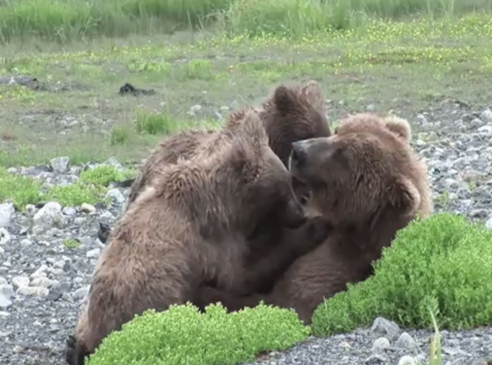 喂奶,母乳,母乳喂养