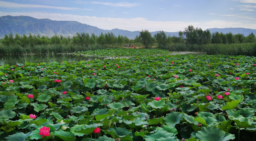 8月22日,游人在广灵县城旁的壶流河湿地观赏盛开的荷花(无人机拍摄).