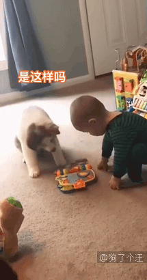 谁知道泰迪这动作是什么意思?