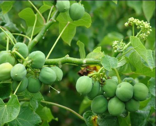 这种价值很高的"麻疯树"你见过吗?