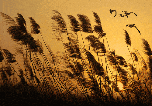 秋分已过,寒露未到,我的头顶还没有南飞的大雁,或者说,我不知道大雁