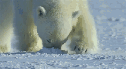 北极|短短不到三分钟，竟然把我看哭了