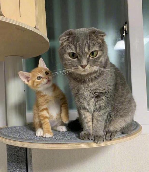 小猫咪和猫爸爸合影,但是猫爸爸好像不是很开心,看到发色后懂了