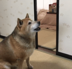 一网友养了一只非常贪吃的柴犬!每到饭点…就…暴躁摔碗!