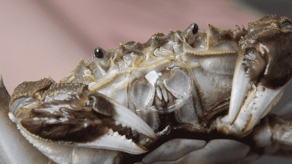 顺丰直达的,一个个的活蹦乱跳,吃之前用水冲洗一下就开始吐泡泡.