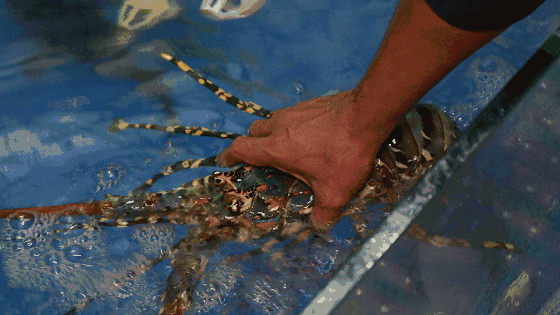 确认过眼神,是我不敢吃(吃不起)的鬼手