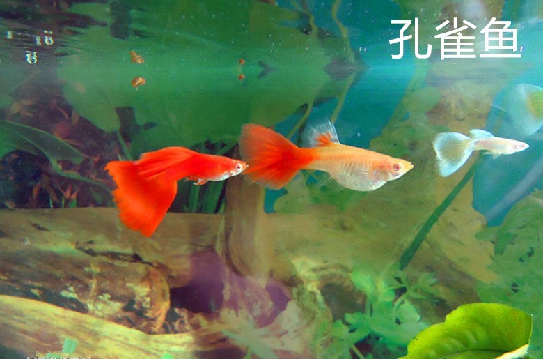 觀賞魚,魚類,月光魚,金魚,餌料,孔雀魚