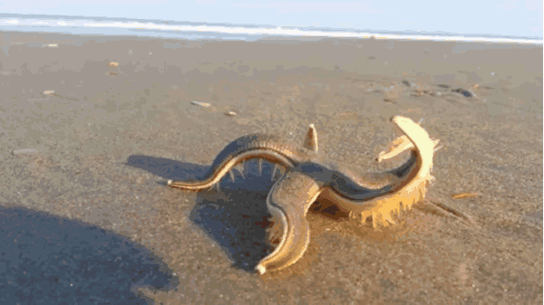 海星|太残暴了，海星为吃蛤蜊折磨它8小时