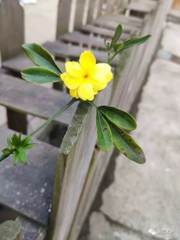 萨尔斯堡的盐树枝