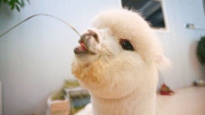 通辽惊现羊驼出没这样的餐厅小心被萌翻千万别让你女朋友看到