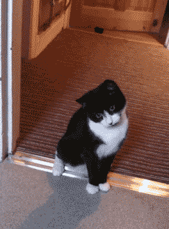 猫才是沙雕中的王者