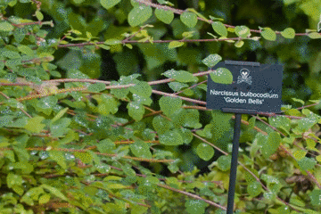 真毒警告 世界上最毒的花园 逛一圈下来你可能会丧命