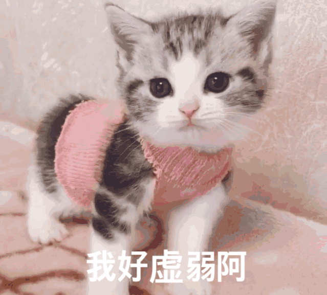 猫咪得逞可爱猫咪哄不好了生气可爱猫咪动态图长按发送给朋友温馨���示