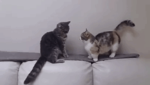 动物界的 萌神 曼基康矮脚猫 它还有一个名字叫 拿破仑