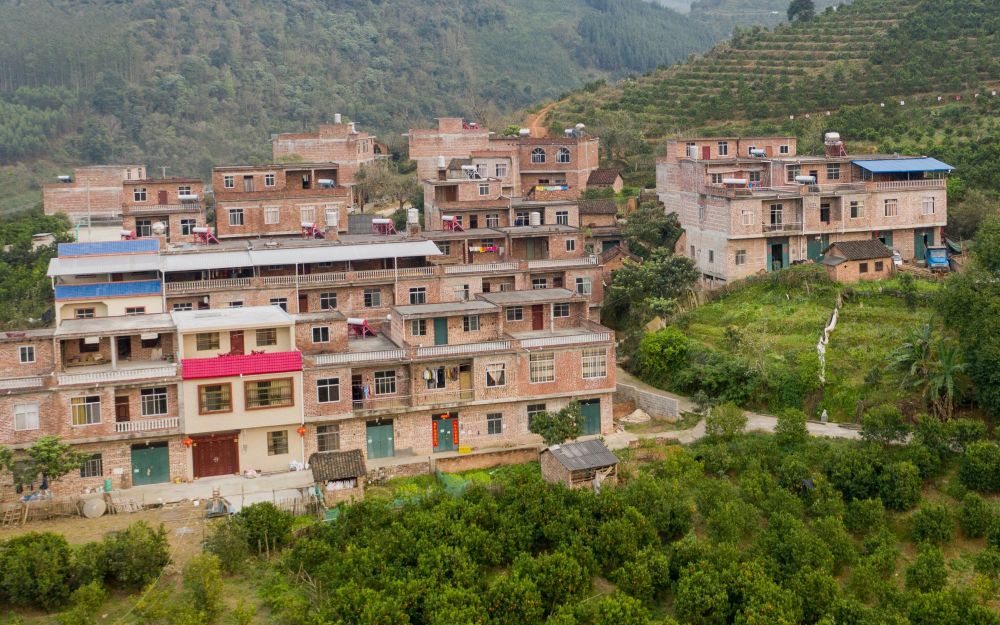 娄村,农民,田东县,柑橘,丰收,贫困村