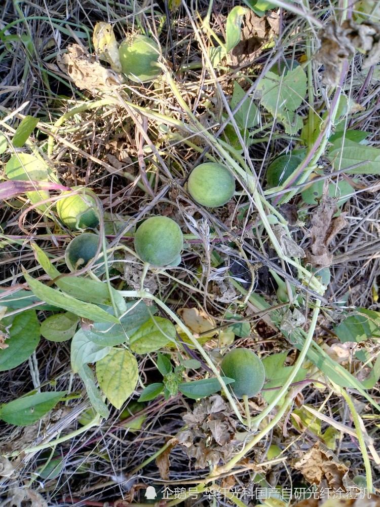华纤光电科技在组织员工团建的活动中,在野外发现了一株野生小西瓜苗