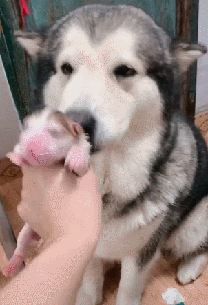 302_441竖版 竖屏gif 动态图 动图