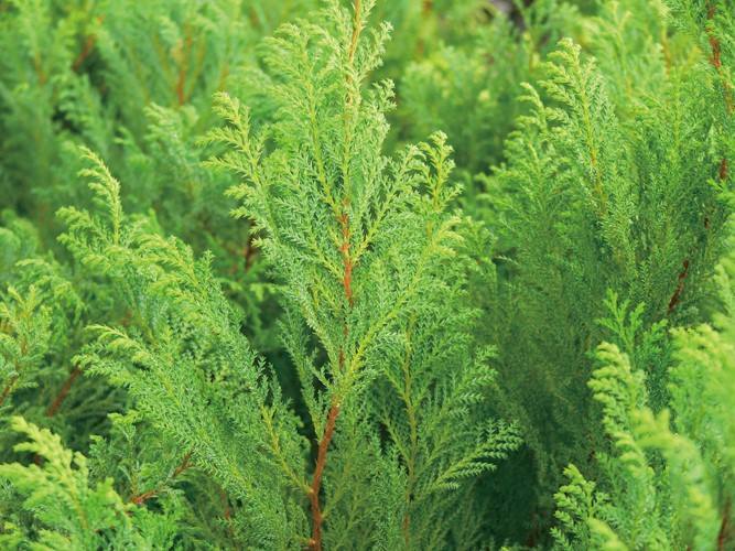 丝柏精油,毛孔粗大的克星