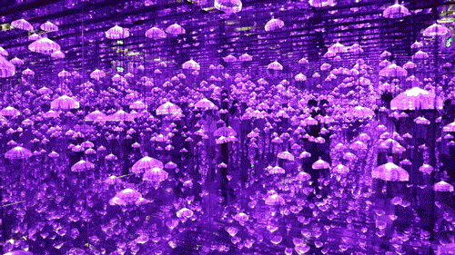 500_281gif 动态图 动图