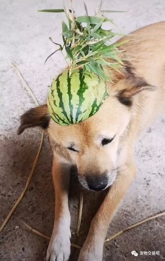 土狗壓帽殺來了,飛機耳帶綠帽,狗狗造型讓人笑噴