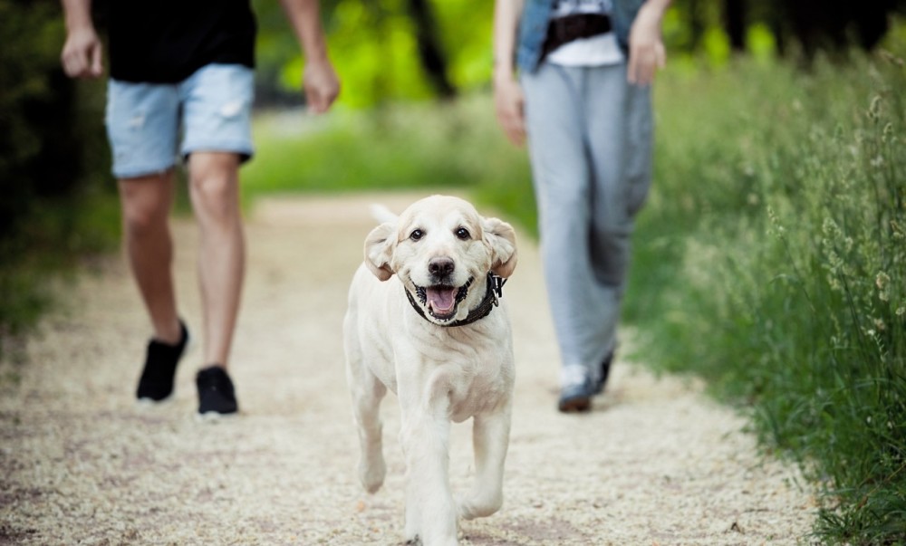 养宠物狗没错,但这4种行为却饱受人们的诟病,爱狗就请管好狗
