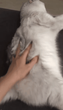 214_370gif 动态图 动图