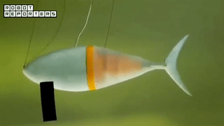 science robotics:这条仿生鱼不一般,能模仿活黄鳍金枪鱼的速度和运动