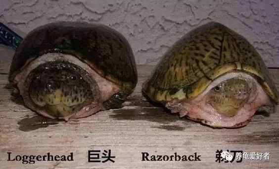 巨头麝香龟何为老版何为新版你会区分吗