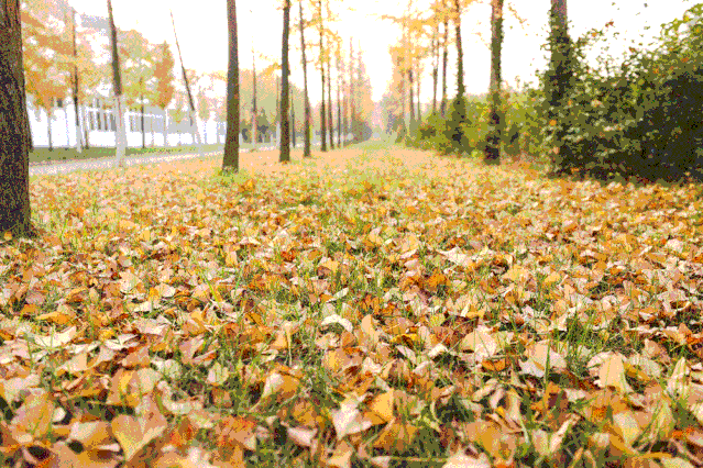 秋天的身影除了离去的树叶落叶堆积秋风起一如既往秋天如约而至当银杏
