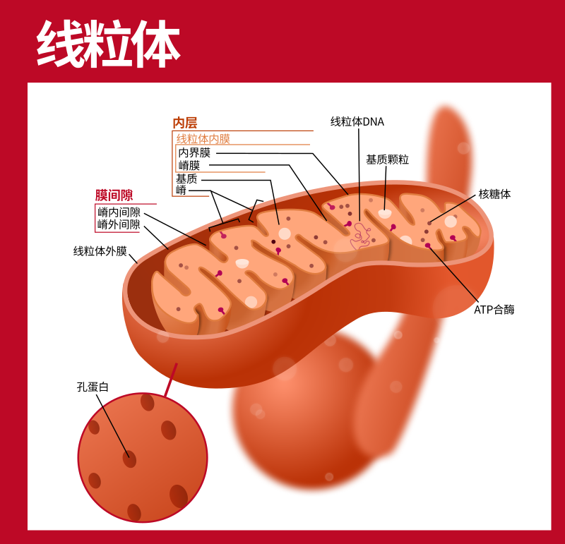 线粒体构造丨wikipedia,原图kelvinsong,翻译yantto 这些机制在演化