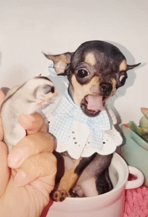 狗狗第一次见耗子吓得全身发抖耗子拿狗妥妥滴