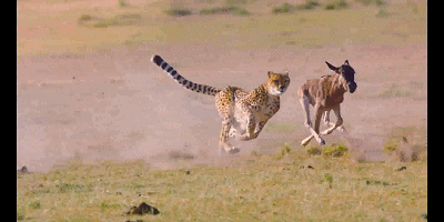 北极熊会"守株待兔"抓海豹?神