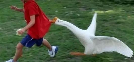 又有一款模拟游戏火了这款鹅人游戏让众多主播玩得停不下来