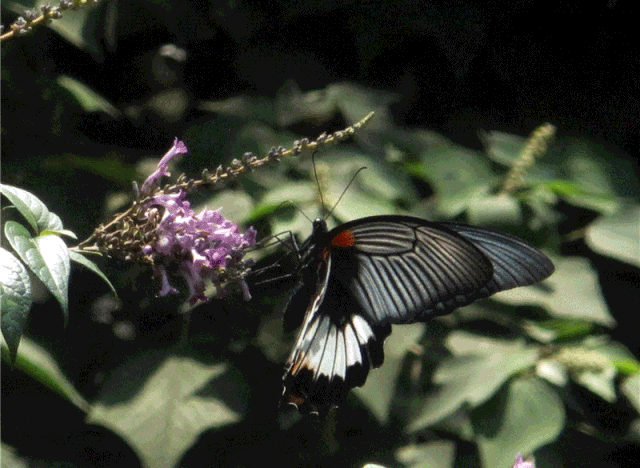 两种重量级蝴蝶首现奉化 枯叶蛱蝶和美凤蝶你见过吗 腾讯新闻